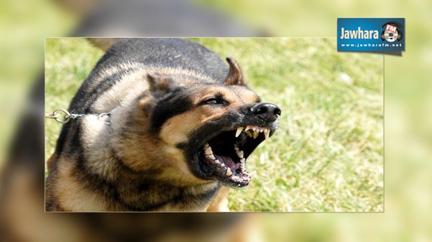  إقرار منطقة برج السدرية منطقة متعفنة بداء الكلب لمدّة 3 أشهر بعد تسجيل إصابة بشرية