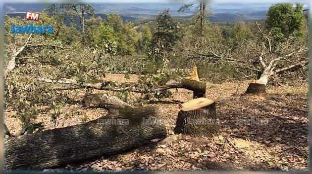 جندوبة : القبض على المتورطين في قطع أكثر من 400 شجرة  