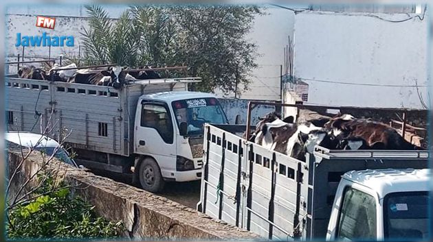 إحباط عملية تهريب أبقار إلى الجزائر
