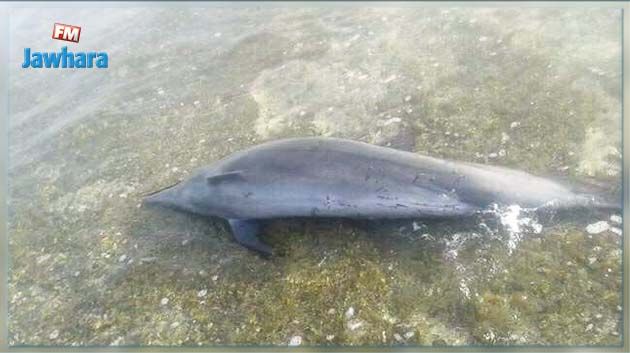 نفوق عشرات الدلافين على شاطئ البحر الأسود
