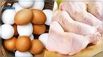 تراجع أسعار البيض ولحم الدجاج عند الإنتاج