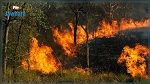 سليانة: السيطرة على حريق نشب في غابة ب8 نقاط مختلفة