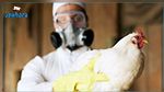 هولندا ترصد سلالة شديدة العدوى من إنفلونزا الطيور