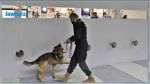 كورونا: كلاب بوليسية للكشف عن المصابين في المطارات