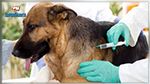 الناظور: حملة لتلقيح الكلاب اثر مخاوف من انتشار داء الكلب‎‎