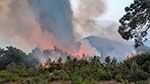 القصرين: اتخاذ تدابير وقائية لحماية الثروة الغابية من خطر الحرائق