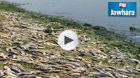 كارثة بيئية : بحر رادس يلفظ آلاف الأسماك