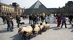 France : Des moutons au musée du Louvre 