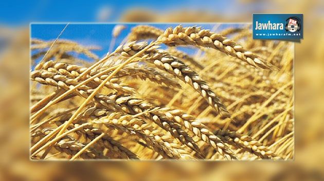 Collecte de céréales : Une hausse de 49% par rapport à 2013