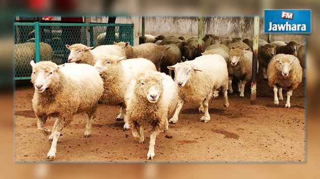 Kairouan : Un berger blessé par balles, 40 de ses moutons volés