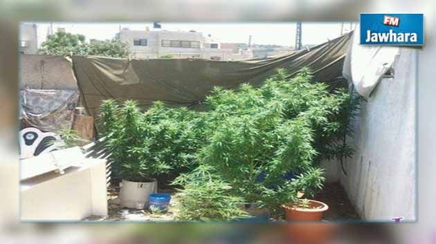 Arrestation d’un tunisien qui plantait de la Marijuana dans des « vases » !