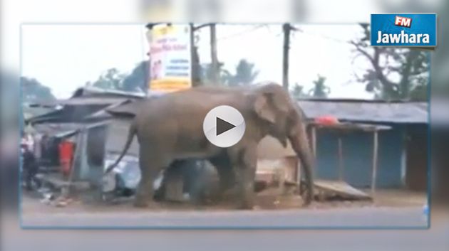 En Vidéo : Un éléphant sauvage détruit une centaine de maisons en Inde