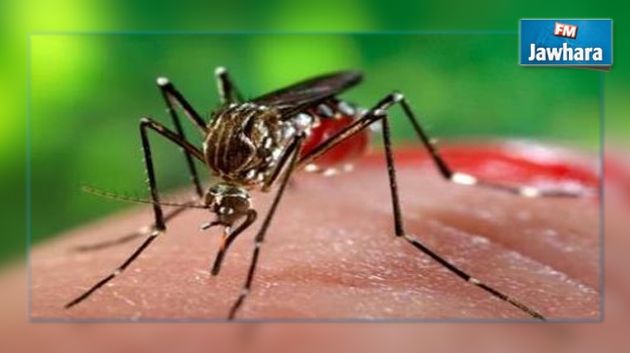 Le virus Zika arrive en Algérie