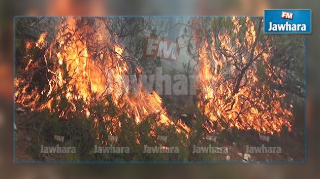 Siliana: Deux incendies déclenchés au Djebel Serj