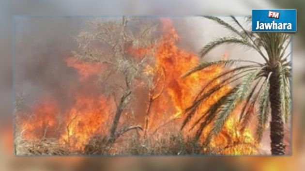 Kebili: 120 arbres prennent feu