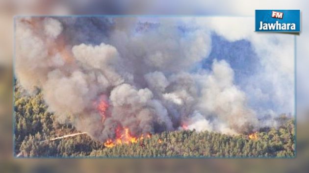 Nabeul : Incendie au Mont Sidi Abderrahmane