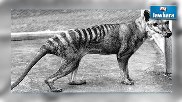 80 ans après sa disparition, le tigre de Tasmanie sera bientôt cloné