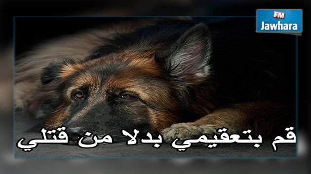 Tunis : Une caravane de sensibilisation à la protection des animaux