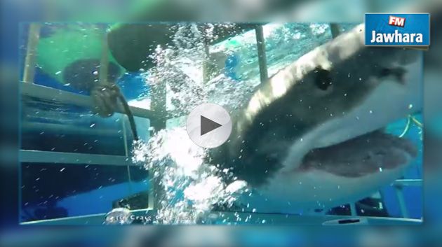 Un requin attaque un plongeur dans sa cage