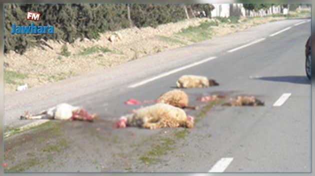 Kairouan : Un camion percute un troupeau de moutons   