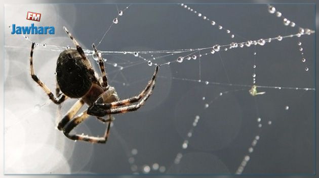 Le venin d'araignée pourrait vous sauver la vie après un AVC !