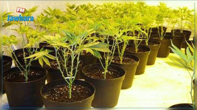 Jendouba : 15 pots de marijuana saisis dans une maison