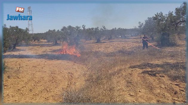 Monastir : Des oliviers et des amandiers ravagés par les feux d'un incendie