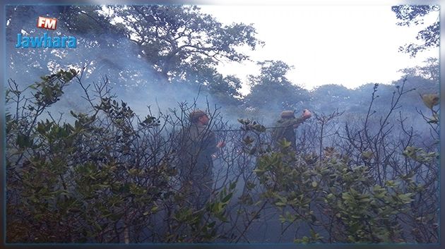 Le gouverneur de Bizerte écarte tout lien criminel avec les incendies de forêt à Jebel Hdada et Zilia