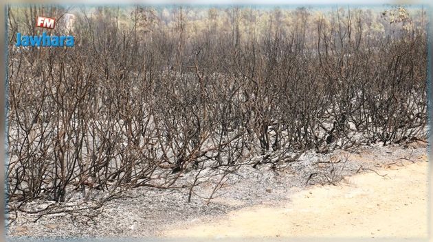 Incendies à Jendouba : Plus de 900 hectares de forêts détruits