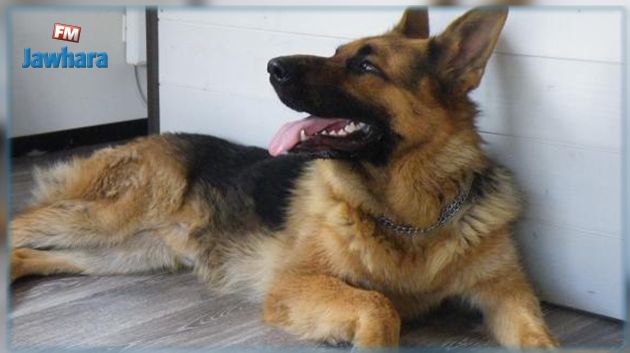 Insolite : Un chien avale du crack et tue son propriétaire au Royaume-Uni