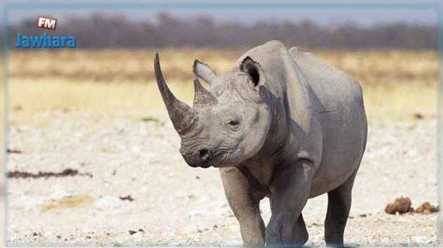 Le dernier rhinocéros blanc mâle du Nord est mort