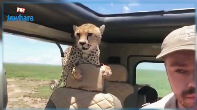Tanzanie : Un guépard entre par surprise dans une voiture de touristes (Vidéo) 