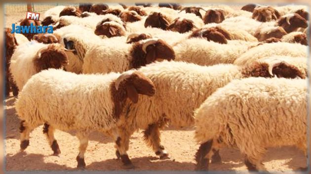 Aid Al-Idha : Un million 500 mille têtes de moutons de sacrifice sont mis à la disposition des consommateurs