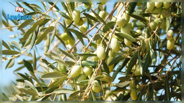 Nabeul : La récolte des olives estimée à plus de 60 mille tonnes