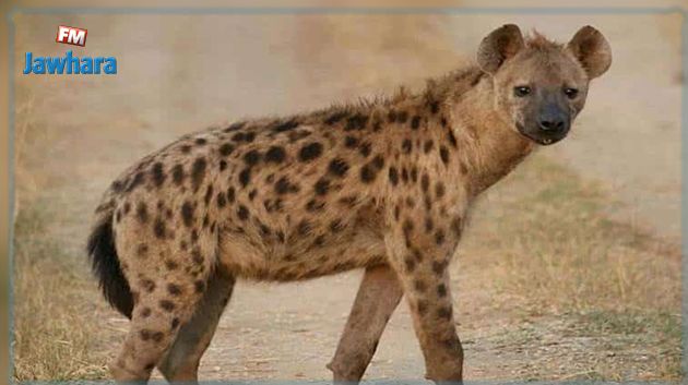 Deux hyènes testées positives au Covid-19 dans un zoo de Denver, une première