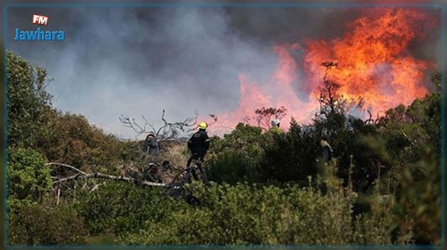 Siliana : L'incendie de Djebel Bargou maîtrisé à plus de 90%