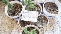 Sousse : Une plantation de cannabis découverte sur le toit d'une maison à Cité Erriadh