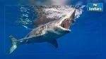 Australie : Un nageur attaqué par un requin
