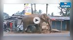 En Vidéo : Un éléphant sauvage détruit une centaine de maisons en Inde