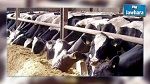 L'utilisation excessive des antibiotiques dans la production animale inquiète