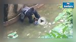 Etats-Unis : Un enfant tombe dans l'enclos d'un gorille