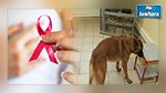 Cancer du sein : Des chiens renifleurs pour détecter les cellules cancéreuses ?