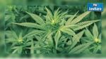 Nabeul: Arrestation d'un individu ayant planté de la marijuana dans son jardin
