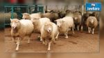 Plus de 50 moutons morts à Beni Khalled