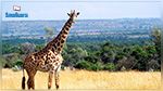 La girafe désormais sur la liste des espèces menacées