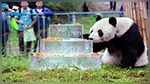 Décès du plus vieux panda mâle au monde