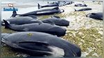 Près de 400 baleines meurent échouées en Nouvelle-Zélande
