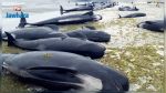 Nouvelle-Zélande: 200 nouvelles baleines s’échouent