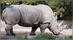 France : Un rhinocéros abattu et sa corne volée dans un zoo