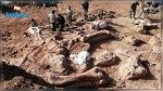 Australie : Découverte inédite d’une multitude d’empreintes de dinosaures
